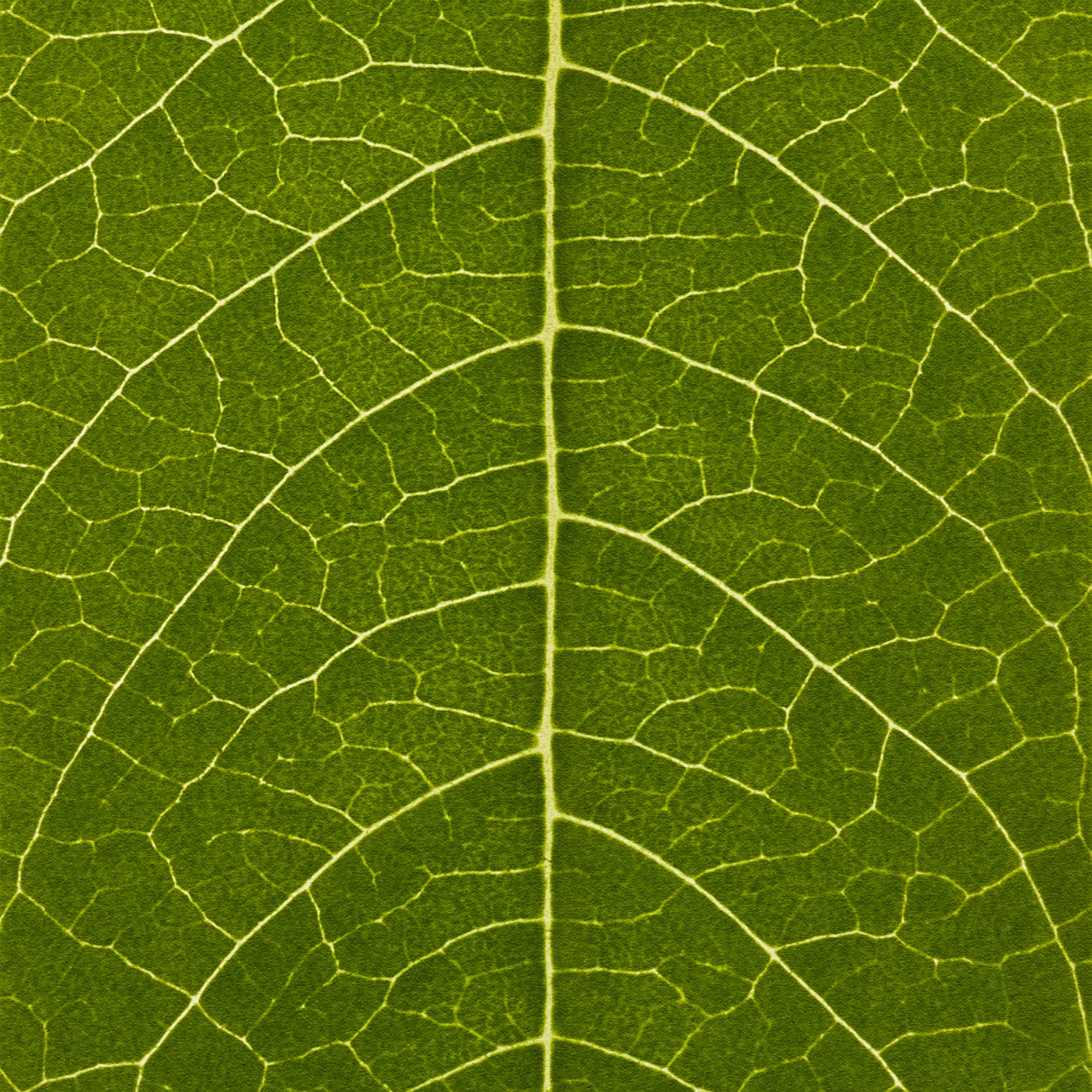 Close-up of a green leaf with detailed vein structure