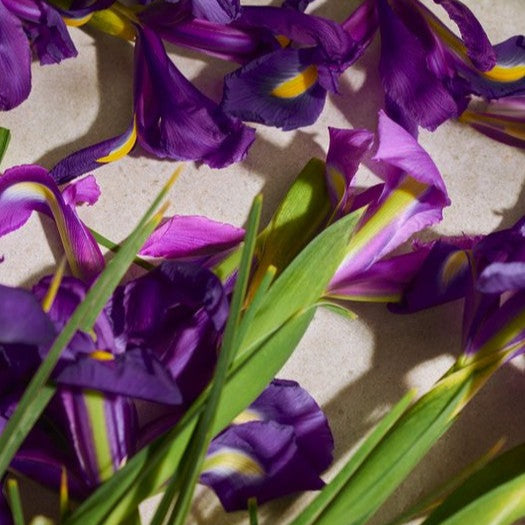 The Body Shop Full Iris Eau de Parfum