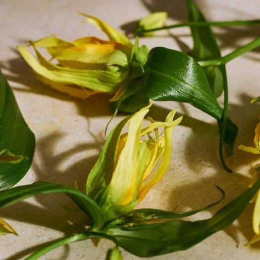 The Body Shop Full Ylang Ylang Eau de Parfum