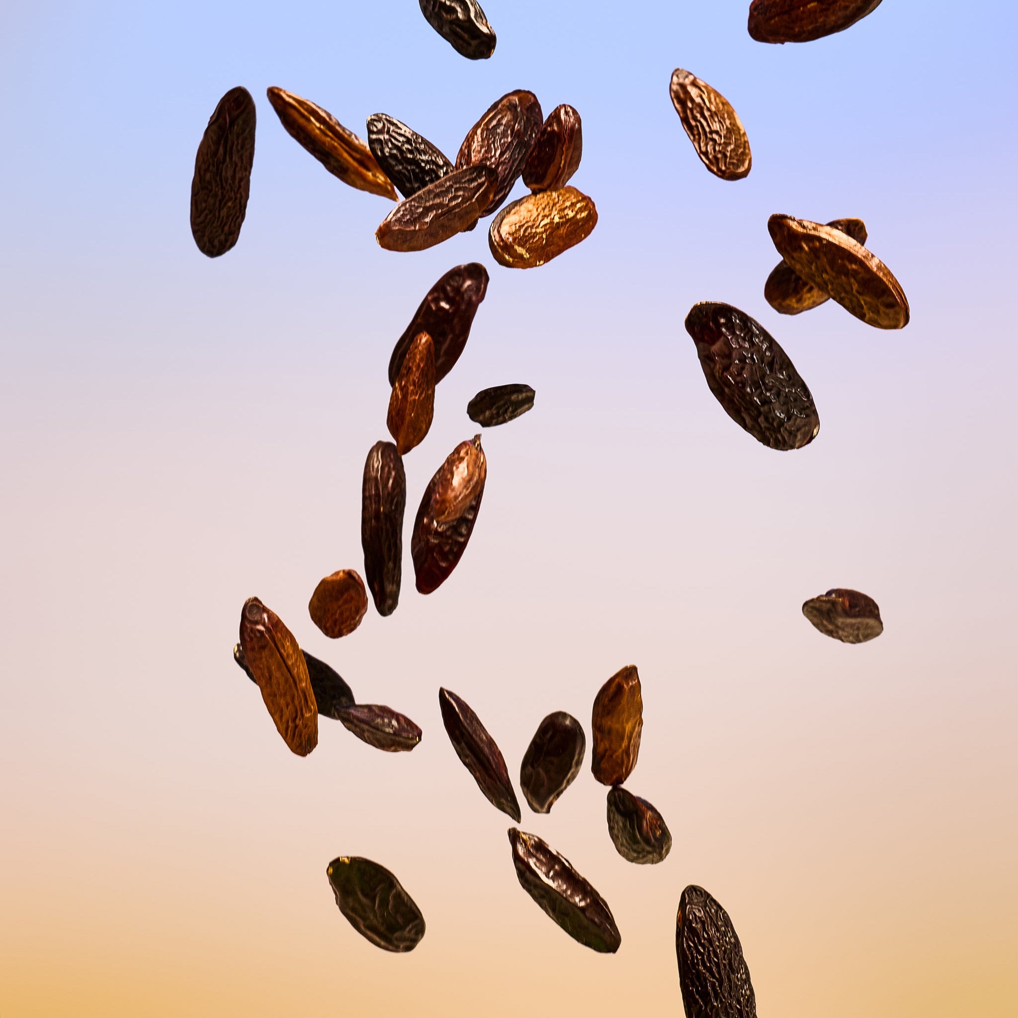 Tender Tonka Bean The Body Shop