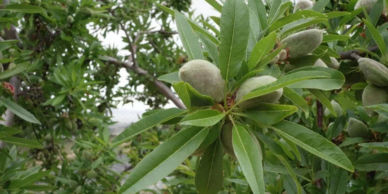 About our ingredients